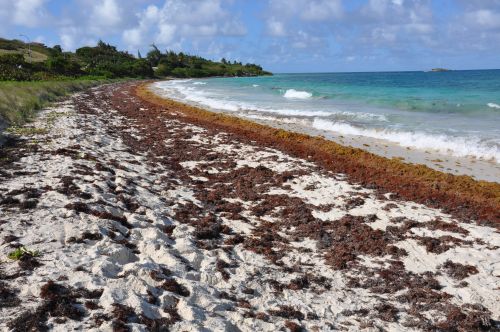 Sargasso seaweed has been making its way to Caribbean beaches as surrounding currents change with weather and temperature patterns. Credit: Desmond Brown/IPS