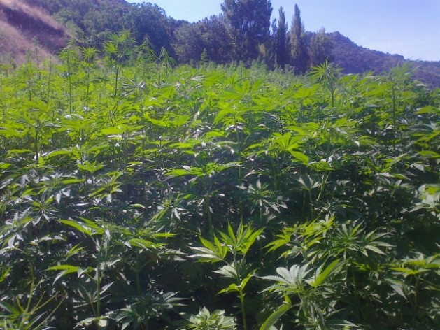 A hemp field in the Alpujarra mountains in the southern Spanish province of Granada. Credit: Courtesy of AEPTC