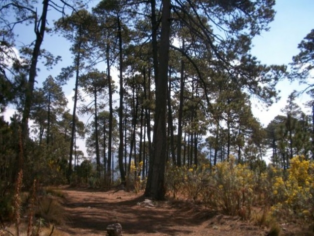 The Ajusco forest, one of Mexico City’s green lungs and water sources. Credit: Emilio Godoy/IPS