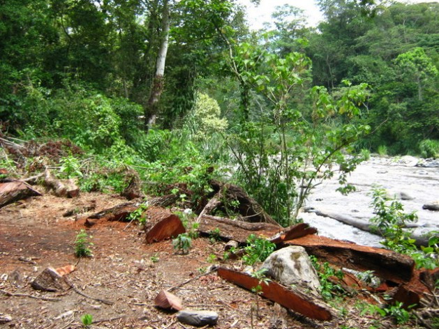 Trees on the bank of the Blanco river that have been felled to make way for a power plant. Hydroelectric projects are threatening biodiversity and the way of life of communities in the state of Veracruz, in southeast Mexico. Credit: Courtesy of ComitÃƒÂ© de Defensa Libre