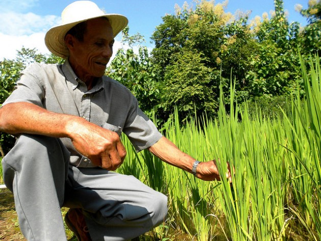 Vicente CastrellÃƒÂ³n proudly shows his biofortified rice crop. The 69-year-old farmer provides technical advice to other farmers participating in the Agro Nutre programme in the central Panamanian district of OlÃƒÂ¡. Credit: FabÃƒÂ­ola Ortiz/IPS