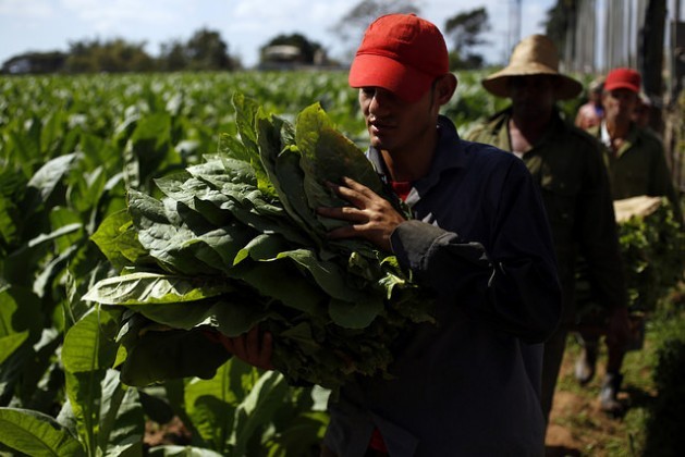 Tobacco pickers carry leaves to one of the sheds where they are cured on the Rosario plantation in San Juan y MartÃƒÂ­nez, in Vuelta Abajo, a western Cuban region famous for producing premium cigars. Credit: Jorge Luis BaÃƒÂ±os/IPS