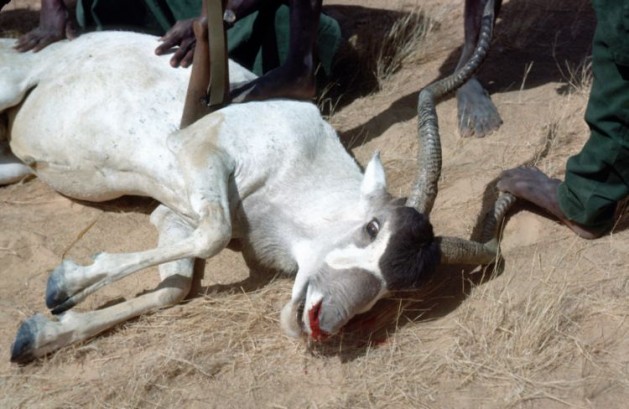 Dead addax (white antelope) hunted by soldiers in Chad Ã¢Â€Â“ Ã¢Â€ÂœWe should not underestimate the seriousness of wildlife crimeÃ¢Â€Â. Credit: John Newby/SCF