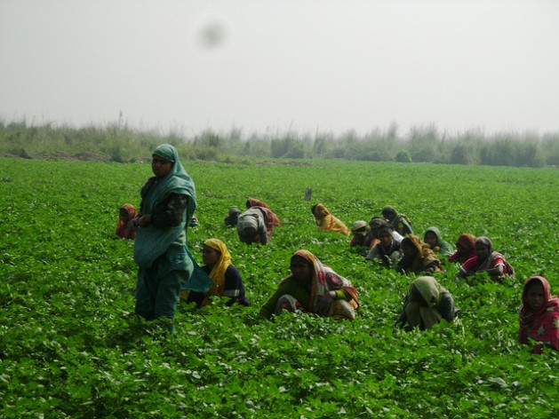Bangladeshi women farmers prefer climate-proof crops varieties. Credit: Naimul Haq/IPS