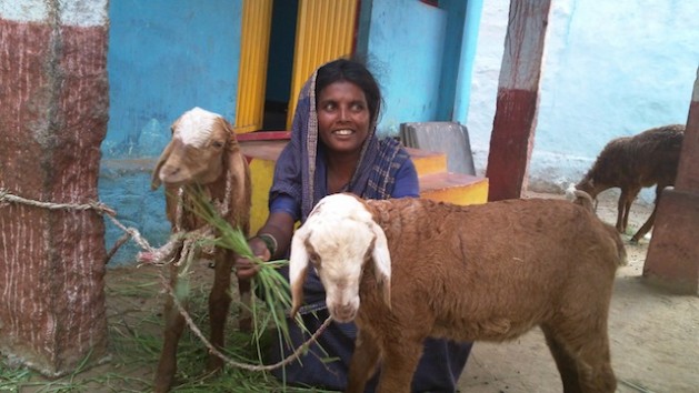 BhagyaAmma, a Madiga Dalit woman and former ‘devadasi’ (temple slave), has found economic self-reliance by rearing goats in the Nagenhalli village in the Southwest Indian state of Karnataka. Credit: Stella Paul/IPS