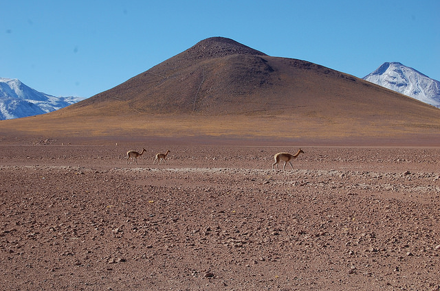 The Atacama desert, the most arid in the world, has a large part of Chile’s geothermal potential and is the location of the first South American plant to tap into this source of energy. Credit: Marianela Jarroud/IPS