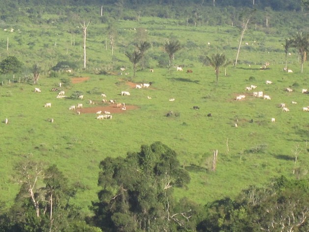 Grasslands replaced the Amazon rainforest in Brasil Novo, a municipality in the XingÃƒÂº River basin, where the giant Belo Monte hydroelectric dam is being built. Low-productivity stock-raising, with just one or two animals per hectare, is the big factor in deforestation and soil degradation in the region, and the governmentÃ¢Â€Â™s goal is to recover just one-fourth of the area degraded by this activity. Credit: Mario Osava/IPS