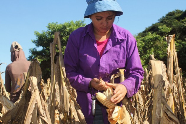 Domitila Reyes, 25, picks a cob of native corn in a field in the Mangrove Association, one of the two small farmer organisations that produce these seeds for the government’s Family Agriculture Plan in El Salvador. The seeds are not only high yield but are also more tolerant of the climate changes happening in this Central American country. Credit: Edgardo Ayala/IPS