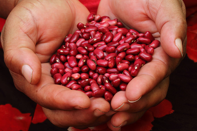 The hard-working hands of Ivania Siliézar, 55, pick improved beans she grew on her three-hectare farm on the slopes of the Chaparrastique volcano in the eastern Salvadoran department of San Miguel. Thanks to these native seeds, her output has doubled. Credit: Edgardo Ayala/IPS