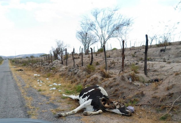 A dead cow lies on a highway in drought-hit Pesqueira, northeast Brazil.