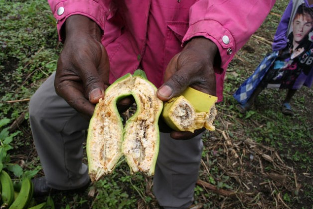A farmer showing a banana affected by the Banana Xanthomonas Wilt (BXW) whose signs include premature ripening of the bunch and rotting of the fruit. Credit: Busani Bafana/IPS