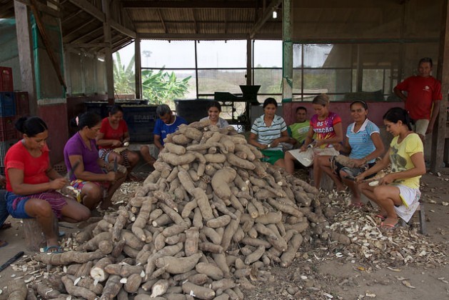 Members of the São Raimundo do Fe em Deus cooperative in the rural municipality of Belterra in Brazil’s Amazon rainforest peel manioc, to make flour. The associations of small farmers help them defend themselves from the negative effects of the expansion of soy in this region on the banks of the Tapajós River. Credit: Fabiana Frayssinet/IPS
