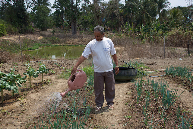 José de Souza waters the garden on his nine-hectare farm in the municipality of Belterra in the northern Brazilian Amazon rainforest state of Pará, where his vegetables grow sparsely due to the effects of the spread of soy monoculture, which has hurt family farmers in the area, who produce 70 percent of the food consumed by the local population. Credit: Fabiana Frayssinet/IPS