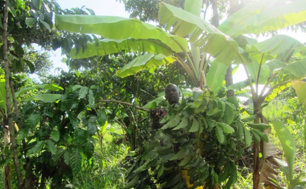 Coffee farmer Joshua Wamukota from Uganda’s Central region, one of many Ugandan farmers to adopt climate smart banana and coffee inter planting, shows off his crop. Credit: Wambi Michael/IPS