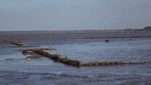 Suriname is aiming to reverse coastal erosion of  mangroves countering  destructive erosion along the country’s coastline with these permeable dams breaking the waves and trapping sediment and reclaiming land. Credit: Sieuwnath Naipal