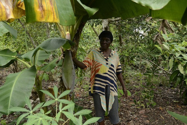 Cecilia Joseph is a small farmer in Mata Mamón who says she crossed the border from Haiti “when I was just a girl.” Credit: Dionny Matos