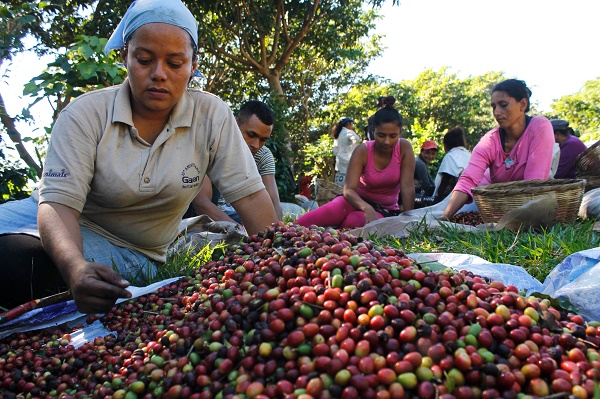 Ilsy Membreño separates green and red coffee beans, part of the tasks involved in the harvest on the Montebelo farm in El Salvador. The drop in production caused by coffee leaf rust has driven wages down to just three dollars a day. Credit: Edgardo Ayala/IPS