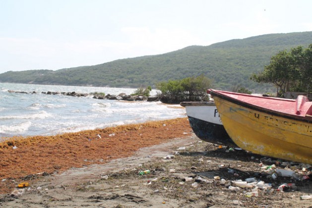 Eroded beaches littered with rotting Sargassum Seaweed have become the norm for fishers along the Hellshire bay. Scientists say both are due to the effects of Climate Change. Credit: Zadie Neufville/IPS