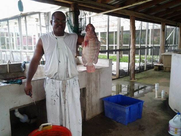 Jimmi Jones selects tilapia fish to prepare fillet for a customer.  Credit:  Zadie Neufville/IPS