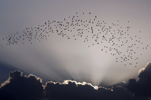 A flock of birds flies over a coastal neighbourhood of Havana, Cuba. The Caribbean Biological Corridor is on the migration route for many species of birds, and its conservation requires multilateral actions in today’s era of global warming. Credit: Jorge Luis Baños/IPS