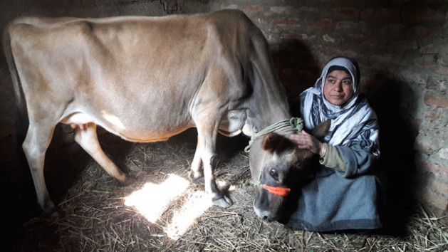 Maryam Yousuf, 50, a dairy farmer spends most of her time looking after her three cows to earn a livelihood for her family. Aliya Bashir/IPS