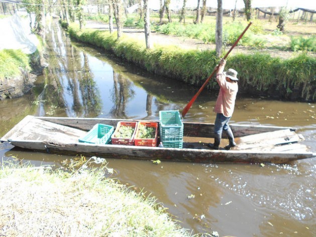 A farmer transports his freshly harvested crops from his chinampa - a rectangular garden on land reclaimed from the wetlands of Mexico City - along a canal in Xochimilco. But this age-old Aztec technique used to feed the local population is threatened by the encroaching city and by pollution. Credit: Emilio Godoy/IPS