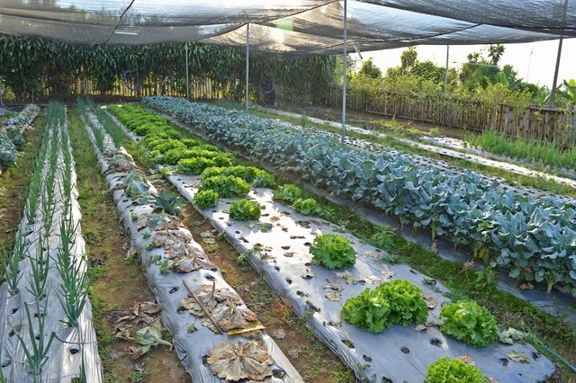 The shade house system makes it possible to diversify the production of fresh vegetables in the southern Costa Rican region of Brunca. Some fresh produce, like lettuce, was already grown in the region, but others, like broccoli and cabbage, are only now being produced, thanks to this farming technique promoted by the FAO. Credit: Diego Arguedas Ortiz/IPS