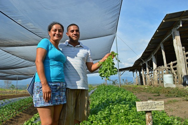 Xinia Solano and Luis Diego Murillo are one of the families working with the shade house programme in Los Reyes, in the southeastern Costa Rican municipality of Coto Brus. This model of agriculture is being promoted by the FAO, in conjunction with various government institutions. Credit: Diego Arguedas Ortiz/IPS