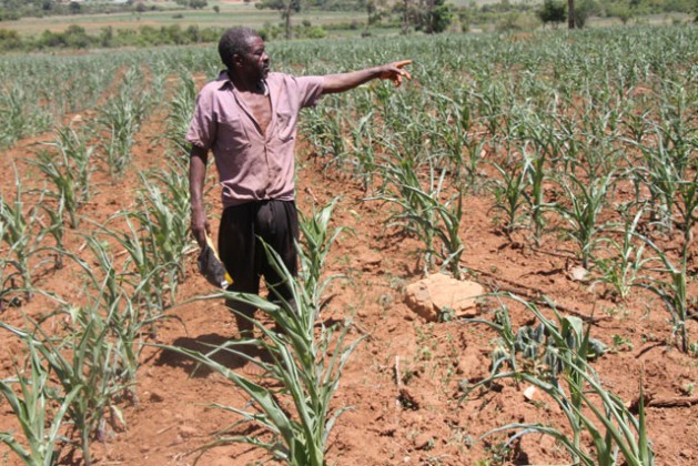 Daniel Chirara, a farmer in Vumba, Zimbabwe shows his wilting maize crop as the country suffers a serious drought. Credit:  Andrew Mambondiyani/IPS