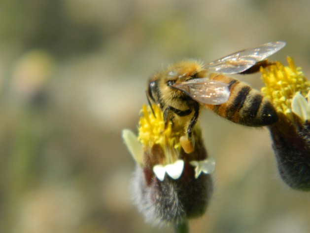 Chemical insecticides are widely seen as detrimental to bees. Credit: Zadie Neufville/IPS