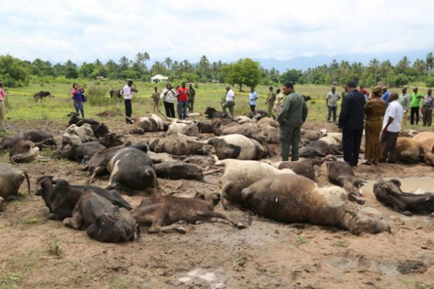 Tanzania Minister for Agriculture, Livestock Development and Fisheries inspect carcasses of cows killed by angry farmers in Mvomero district in February 2016. Credit: Kizito Makoye/IPS