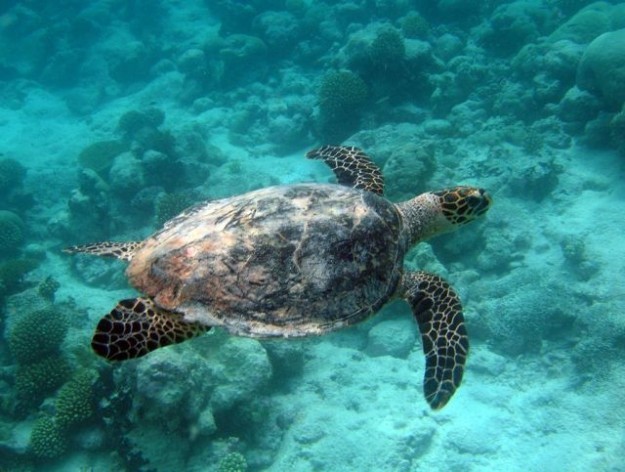 A turtle swims in a Marine Protected Area. Credit: Foreign and Commonwealth Office