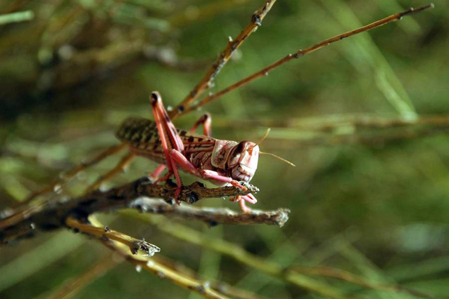 Locusts can devastate crops and pastures. Photo: FAO/Giampiero Diana