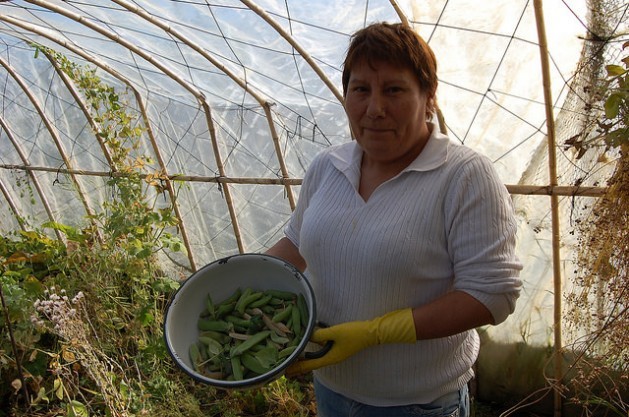 Blanca Molina holds up organic peas picked in one of the four greenhouses she built with her own hands on her small family farm in Villa Simpson, in the Aysén region in the Patagonian wilderness in southern Chile. Credit: Marianela Jarroud /IPS