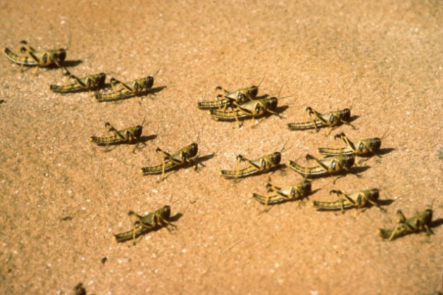 Juvenile desert locust hoppers. Photo: FAO/G.Tortoli