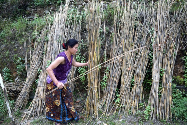 Thakurseva Gurung of Bhadaure Tamagi village harvests broom grass. The grass helps her prevent soil erosion while also providing cattle fodder and a steady income. Credit: Stella Paul/IPS
