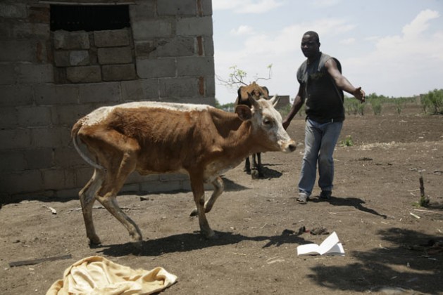 An unidentified man struggles to bring his frail cow back on its feet in Chipinge, a district in Zimbabwe's Manicaland province. Credit: Jeffrey Moyo/IPS