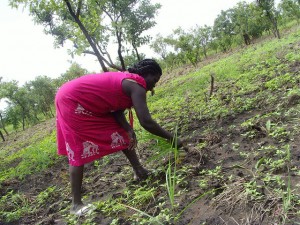 A woman weeds a sesame crop field in South Sudan's Eastern Equatoria state. Credit: Charlton Doki/IPS