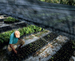A worker at a cocoa farm in Klang, outside Kuala Lumpur.
