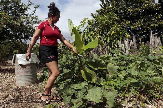 Aliuska Labrada, 39, walks down the rows of her garden, with which she improves and diversifies her family’s diet in Ciénaga de Zapata in the western Cuban province of Matanzas. Credit: Jorge Luis Baños/IPS