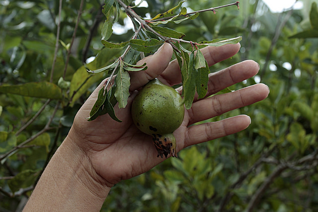 A pomegranate on one of the fruit trees in Aliuska Labrada’s family garden in Zapata Swamp in western Cuba. Credit: jorge Luis Baños/IPS