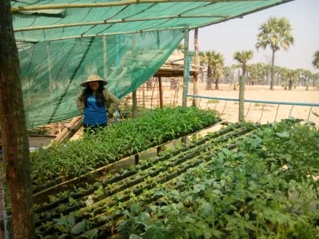 A hydroponic greenhouse allows farmers in Myanmar’s Dry Zone to grow vegetable saving up to 90 percent of water. The project is promoted by NGO Terres Des Hommes using technology developed by the University of Bologna and involves over 40 villages. Credit: Sara Perria/IPS