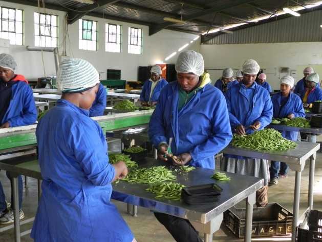 Processing baby vegetables at Sidemane Farm in Swaziland. An EU grant helped local farmers to buy equipment and get training in business management and marketing. Credit: Mantoe Phakathi/IPS