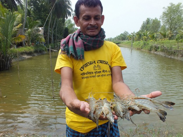 Moslem Ali Sheikh, a veteran shrimp farmer in Bishnupur village in Bagerhat, Bangladesh, holding up his catch. Ali used new techniques for increased shrimp production in his gher, seen behind him. Credit: Naimul Haq/IPS