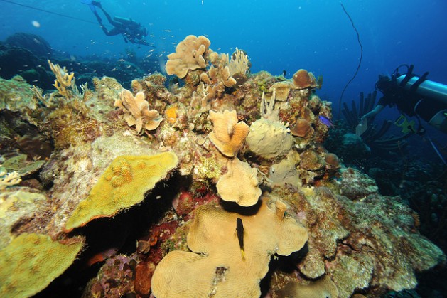 At this Bonaire reef, the olive-green coral is alive, but the mottled-gray coral is dead. Credit: Living Oceans Foundation/IPS