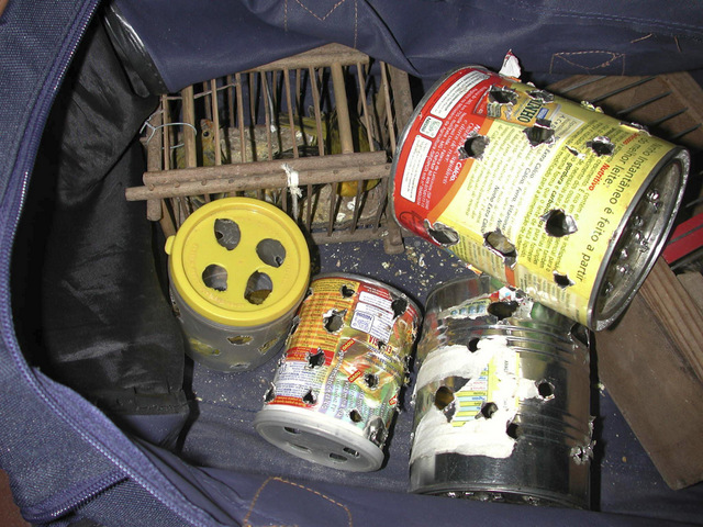 Smuggling, forgery of documents, and the mixture of legal and illegal products are the favorite techniques used by traffickers of wild species. In the photo are small birds in tin cans and a cage, discovered during a seizure in Brazil. Credit: World Animal Protection