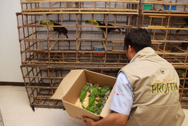 In the photo, an inspector from Mexico’s federal environmental protection agency carries a box of parrots seized in a 2011 operation against the trafficking of protected species of birds. Credit: PROFEPA