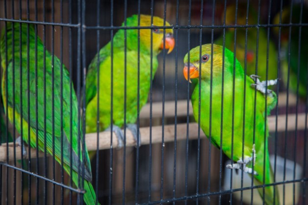 Because of their biological wealth, Latin America and the Caribbean are a source and destination of trafficked species. In the photo, trafficked parrots in a cage after being seized. Credit: World Animal Protection