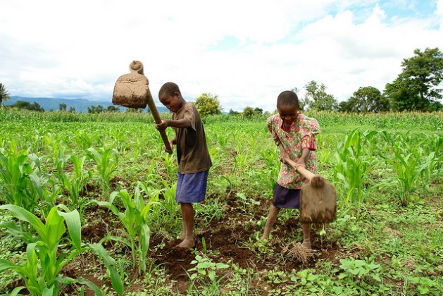 Peter Mcharo's two children digging their father’s maize field in Kibaigwa village, Morogoro Region, some 350km from Dar es Salaam. Mcharo has benefitted greatly from conservation agriculture techniques. Credit: Orton Kiishweko/IPS
