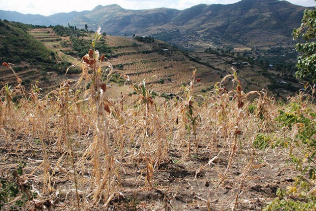West Hararghe region, Ethiopia, December 2015. Some 10.2 million people are food insecure amidst one of the worst droughts to hit Ethiopia in decades. Photo credit: WFP/Stephanie Savariaud